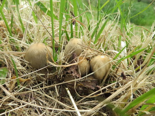 Obraz premium Funghi