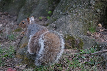 Squirrel in New York Central Park