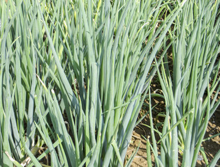 onion plants closeup