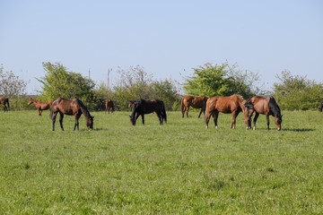 Fototapeta na wymiar Horses graze in the pasture. Paddock horses on a horse farm. Walking horses