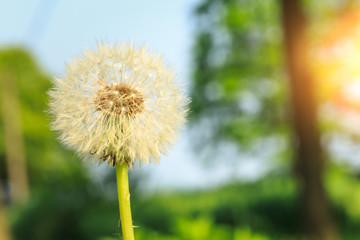 beautiful dandelions in green field