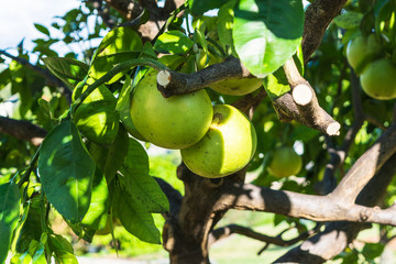 The two grapefruits on the branch on the tree in Brisbane Botanical Garden, Queensland, Australia