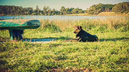 dog close to a park bench leaning on the grass