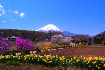 Mont Fuji aux Champ de fleurs de printemps  d'Oshino village