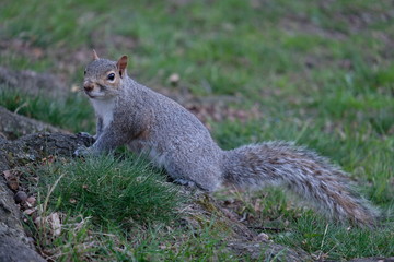 Squirrel in New York Central Park