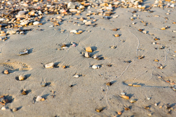 Fototapeta na wymiar Shells in the sand on the beach, close-up, in the Lena river