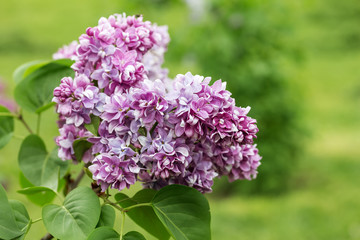 Beautiful bunch of lilac closeup.