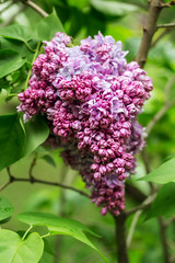 Obraz premium Beautiful large bunch of lilacs close-up.