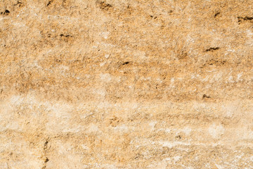 Texture shell with unique pores, fossils for the background