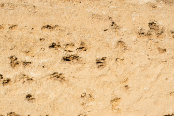 Texture shell with unique pores, fossils for the background