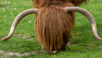 Scottish Highland Cow - 146662358