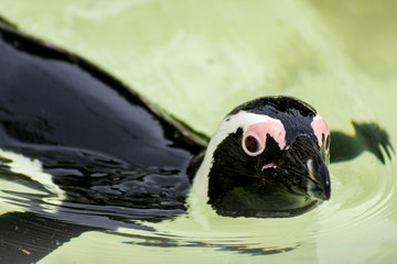 Pinguin on a swim - 146662530