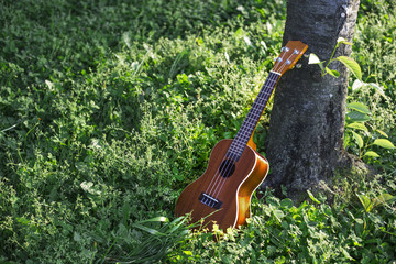 森の中のウクレレ