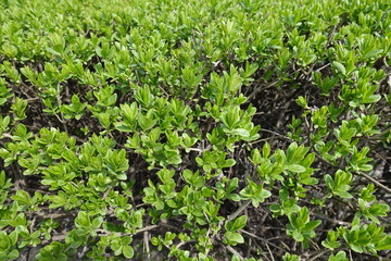 Close up of fresh young leaves on the bush in spring