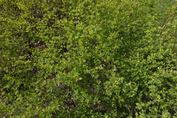 Small young fresh green leaves on the shrub in spring