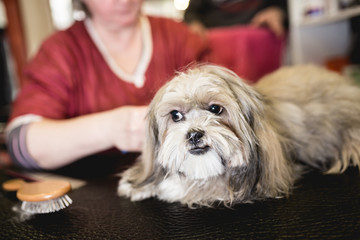 Lhasa apso at grooming salon. Selective focus on dog.