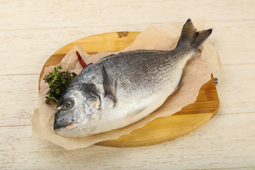 raw dorada fish
