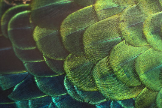 Close up peacock feachers