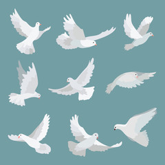 Set white doves peace isolated on background. Bird illustration.