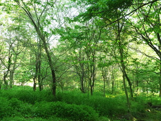 新緑を迎えた森林
