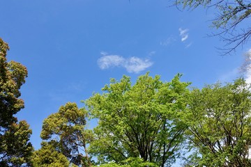 新緑