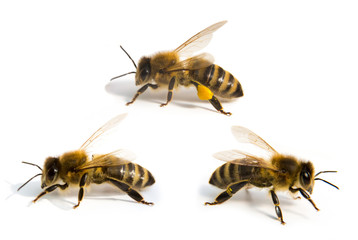 Three bees in front of white background