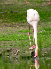 Flamingo have a drink - 146665799