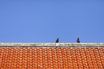 Bird on the temple roof texture background
