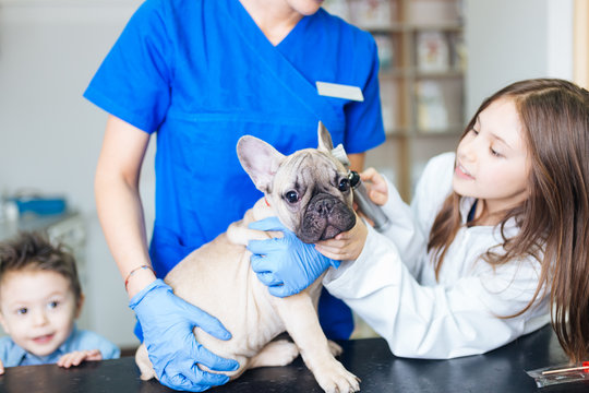 Beautiful young girl dressed as vet with her French bulldog at veterinary checking dog's ears. Selective focus on dog. 