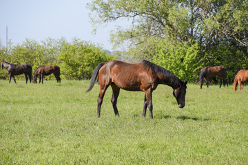 Obraz na płótnie Canvas Horses graze in the pasture. Paddock horses on a horse farm. Walking horses