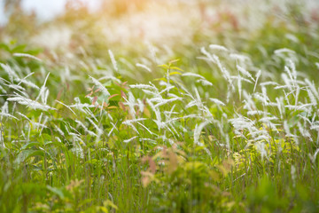 Beautiful grass flower in twilight