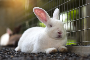 Cute rabbit