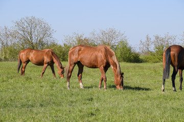 Horses graze in the pasture. Paddock horses on a horse farm. Walking horses