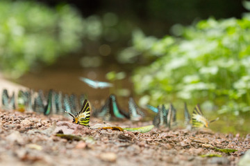 Butterfly and water plants