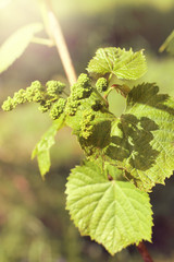 ripening in the garden harvest/ Young berries and leaves of the vine in the spring season 