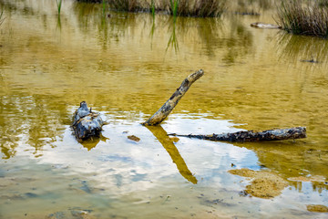 Dead branch is located in a small pond