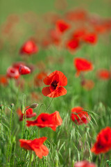 Nature, spring, summer, blooming flowers concept - close-up of red poppy flowers in the open ground, active flowering crops on a field of poppies - vertical - empty space for text