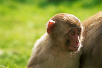 Japanese macaque young