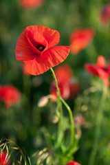 Nature, spring, summer, blooming flowers concept - close up on flowering poppy in the spring field, at sunny day with green grass background vertical. Beautiful red flower.