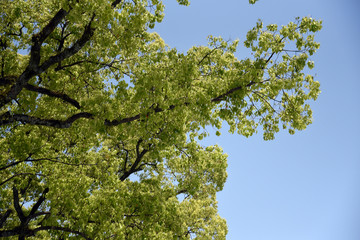 新緑の空