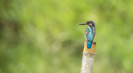 Common kingfisher