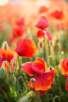Nature, spring, summer, blooming flowers concept - close-up on flowering poppy in the spring field, at sunny day with green grass background vertical. Flowers background. © melnikofd