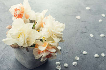 Obraz na płótnie Canvas Daffodils in flower pot on dark concrete background