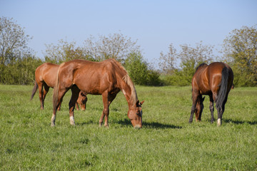 Naklejka na ściany i meble Horses graze in the pasture. Paddock horses on a horse farm. Walking horses