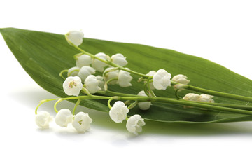 Muguet