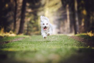Hund im Lauf auf Waldweg