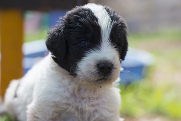 Fototapeta premium landseer puppy dog newfounland 