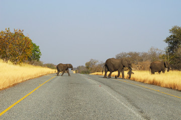 Elephant family crossing the road