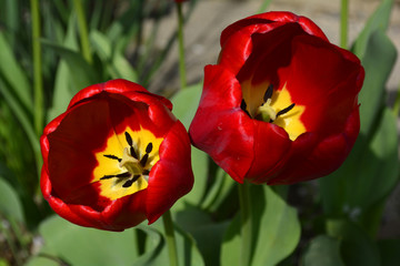 Obraz premium two Tulip