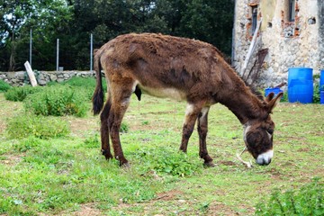 Donkey quietly walking and grazing in a field